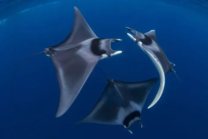 Framed Print : Spinetail devil rays (Mobula mobular) engaged in sexual courtship in Honda Bay, Palawan Framed Print : Spinetail devil rays (Mobula mobular) engaged in sexual courtship in Honda Bay, Palawan