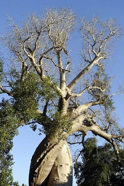 Spiral trunk of baobab tree, between Morondava and Belon i Tsiribihina, Madagascar, Africa