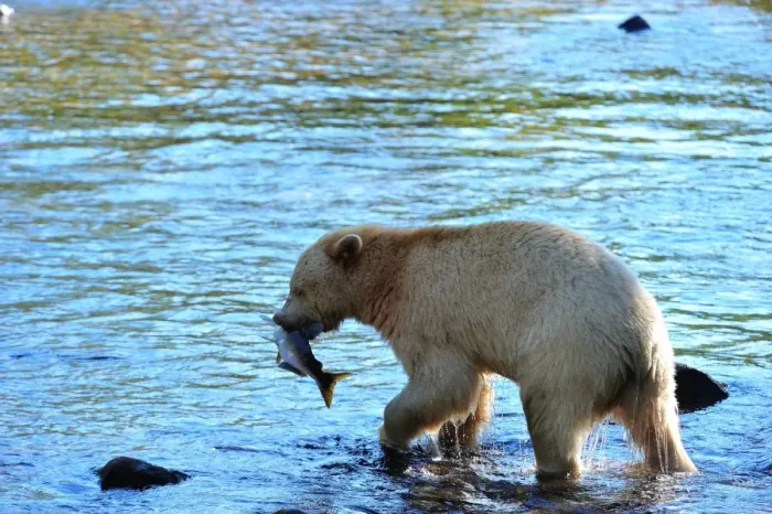 Framed Print : Spirit bear (Kermode bear) with salmon catch, Great Bear Rainforest, British Columbia, Canada, North America