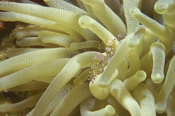 Spotted cleaner shrimp in giant anemone