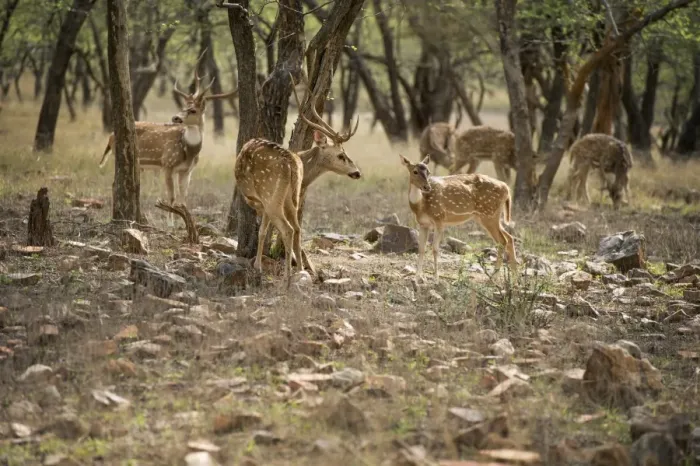 Framed Print : Spotted deer (cheetal) (chital deer) (axis deer) (Axis axis), Ranthambhore, Rajasthan Framed Print : Spotted deer (cheetal) (chital deer) (axis deer) (Axis axis), Ranthambhore, Rajasthan