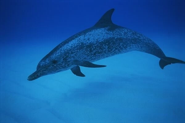 Spotted dolphin (Stenella frontalis) on Little Bahama Bank, Bahamas, West Indies