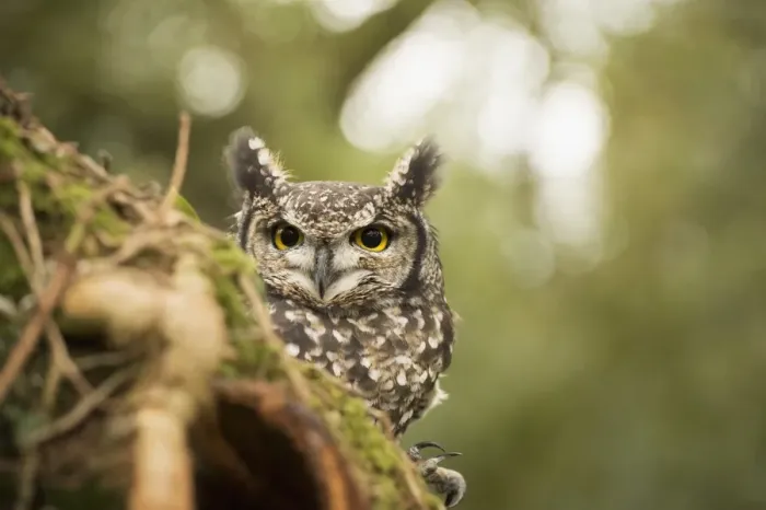 Framed Print : Spotted eagle owl (Bubo africanus), Herefordshire, England, United Kingdom, Europe Framed Print : Spotted eagle owl (Bubo africanus), Herefordshire, England, United Kingdom, Europe