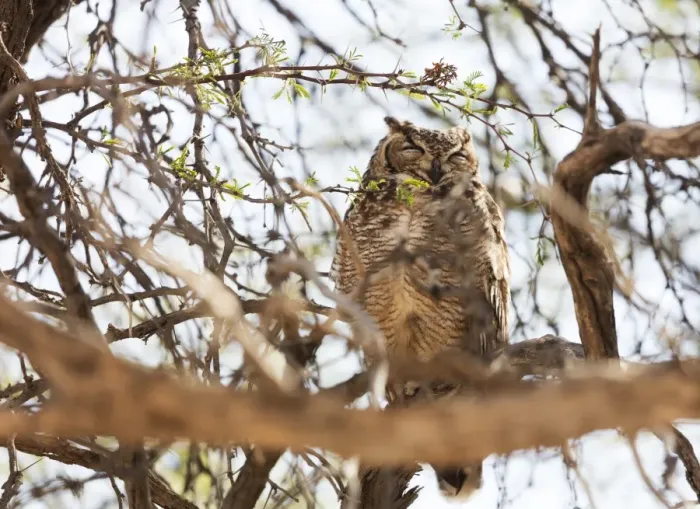 Framed Print : Spotted eagle owl (Bubo africanus), Kgalagadi Transfrontier Park, Kalahari, Northern Cape Framed Print : Spotted eagle owl (Bubo africanus), Kgalagadi Transfrontier Park, Kalahari, Northern Cape