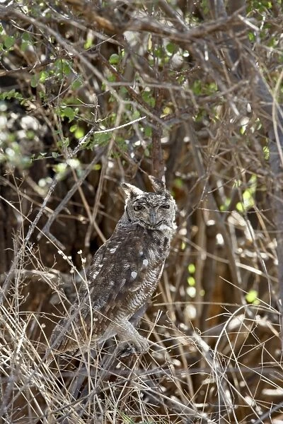 Spotted eagle owl (Bubo africanus), Samburu National Reserve, Kenya, East Africa, Africa