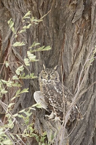 Spotted eagle owl (Bubo africanus), Kgalagadi Transfrontier Park, encompassing the former Kalahari Gemsbok National Park, South