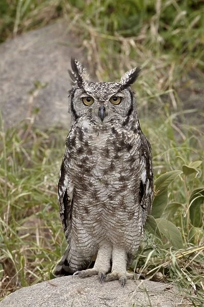 Spotted eagle owl (Bubo africanus) with its eyes open, Serengeti National Park
