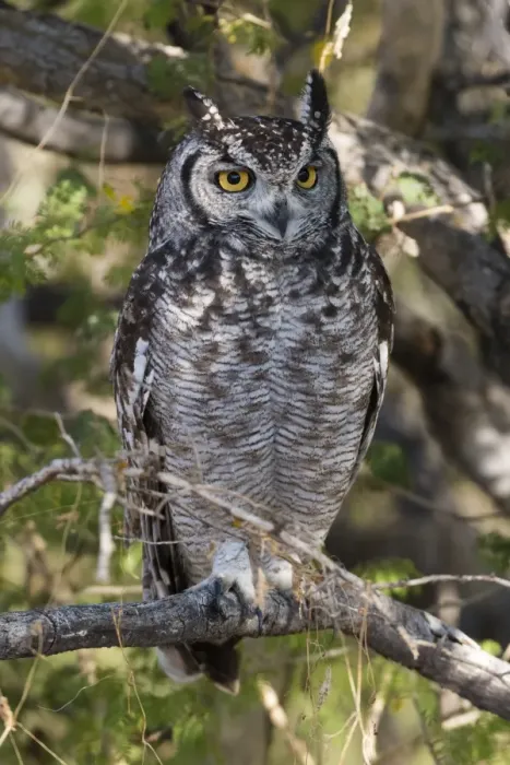 Framed Print : A spotted eagle-owl (Bubo africanus) perching on a tree, Botswana, Africa Framed Print : A spotted eagle-owl (Bubo africanus) perching on a tree, Botswana, Africa