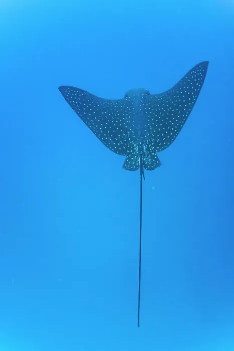 Framed Print : Spotted eagle ray (Aetobatus narinari) underwater at Leon Dormido Island off San Cristobal Island, Galapagos, UNESCO World Heritage Site, Ecuador, South America Framed Print : Spotted eagle ray (Aetobatus narinari) underwater at Leon Dormido Island off San Cristobal Island, Galapagos, UNESCO World Heritage Site, Ecuador, South America