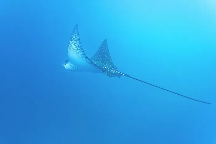 Framed Print : Spotted eagle ray (Aetobatus narinari) underwater at Leon Dormido Island off San Cristobal Island, Galapagos, UNESCO World Heritage Site, Ecuador, South America Framed Print : Spotted eagle ray (Aetobatus narinari) underwater at Leon Dormido Island off San Cristobal Island, Galapagos, UNESCO World Heritage Site, Ecuador, South America