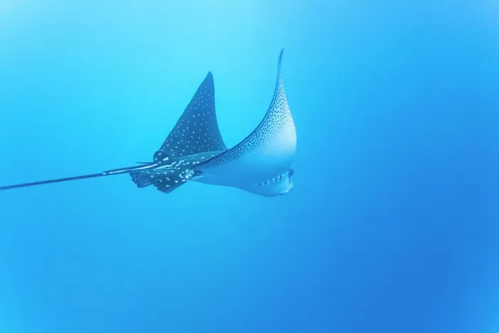Framed Print : Spotted eagle ray (Aetobatus narinari) underwater at Leon Dormido Island off San Cristobal Island, Galapagos, UNESCO World Heritage Site, Ecuador, South America Framed Print : Spotted eagle ray (Aetobatus narinari) underwater at Leon Dormido Island off San Cristobal Island, Galapagos, UNESCO World Heritage Site, Ecuador, South America