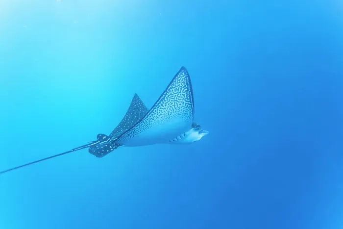 Framed Print : Spotted eagle ray (Aetobatus narinari) underwater at Leon Dormido Island off San Cristobal Island, Galapagos, UNESCO World Heritage Site, Ecuador, South America Framed Print : Spotted eagle ray (Aetobatus narinari) underwater at Leon Dormido Island off San Cristobal Island, Galapagos, UNESCO World Heritage Site, Ecuador, South America