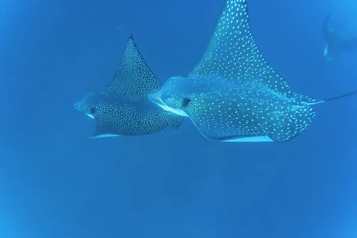 Framed Print : Spotted eagle rays (Aetobatus narinari) underwater at Leon Dormido Island off San Cristobal Island, Galapagos, UNESCO World Heritage Site, Ecuador, South America Framed Print : Spotted eagle rays (Aetobatus narinari) underwater at Leon Dormido Island off San Cristobal Island, Galapagos, UNESCO World Heritage Site, Ecuador, South America