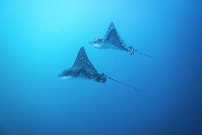 Framed Print : Spotted eagle rays (Aetobatus narinari) underwater at Leon Dormido Island off San Cristobal Island, Galapagos, UNESCO World Heritage Site, Ecuador, South America Framed Print : Spotted eagle rays (Aetobatus narinari) underwater at Leon Dormido Island off San Cristobal Island, Galapagos, UNESCO World Heritage Site, Ecuador, South America