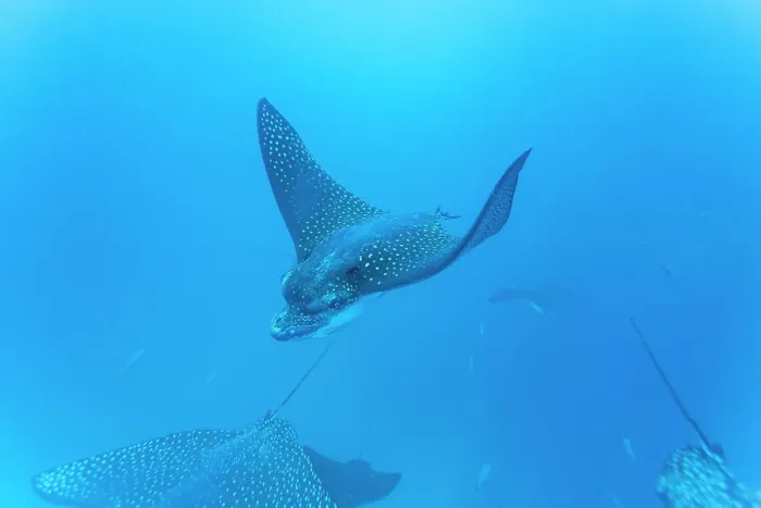 Framed Print : Spotted eagle rays (Aetobatus narinari) underwater at Leon Dormido Island off San Cristobal Island, Galapagos, UNESCO World Heritage Site, Ecuador, South America Framed Print : Spotted eagle rays (Aetobatus narinari) underwater at Leon Dormido Island off San Cristobal Island, Galapagos, UNESCO World Heritage Site, Ecuador, South America