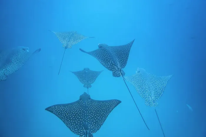 Framed Print : Spotted eagle rays (Aetobatus narinari) underwater at Leon Dormido Island off San Cristobal Island, Galapagos, UNESCO World Heritage Site, Ecuador, South America Framed Print : Spotted eagle rays (Aetobatus narinari) underwater at Leon Dormido Island off San Cristobal Island, Galapagos, UNESCO World Heritage Site, Ecuador, South America