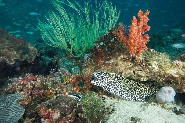 Spotted eel at the Aquarium, Dimaniyat Islands, Gulf of Oman, Oman, Middle East