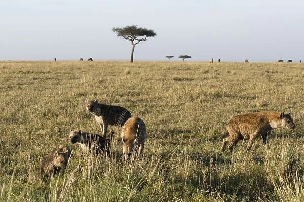 Spotted hyaenas and cubs (Crocuta crocuta), Masai Mara National Reserve