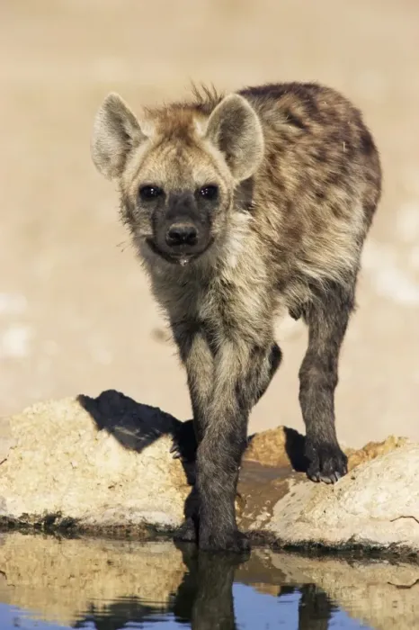 Framed Print : Spotted hyena Framed Print : Spotted hyena