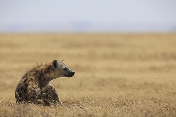 Spotted hyena (Crocuta crocuta), Ngorongoro Conservation Area, Tanzania, East Africa