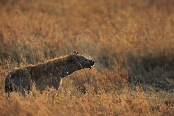 Spotted hyena (Crocuta crocuta), Serengeti National Park, Tanzania, East Africa, Africa