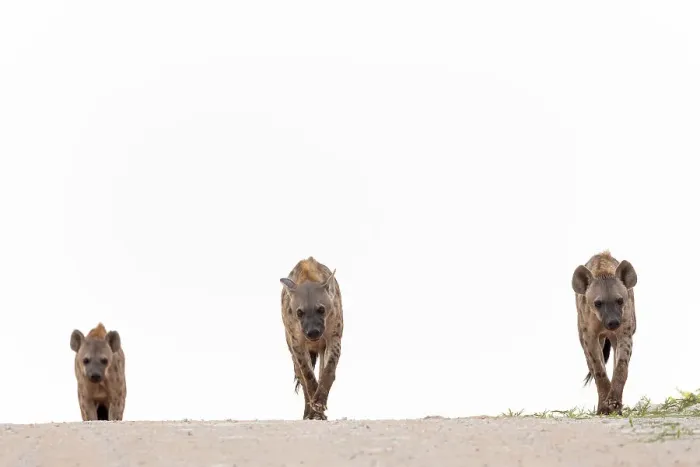 Framed Print : Spotted hyena (Crocuta crocuta), Kgalagadi Transfrontier Park, Northern Cape, South Africa, Africa Framed Print : Spotted hyena (Crocuta crocuta), Kgalagadi Transfrontier Park, Northern Cape, South Africa, Africa