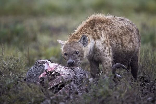 Spotted hyena (Crocuta crocuta) at a blue wildebeest carcass, Ngorongoro Conservation Area