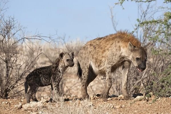 Spotted hyena with cub, South Africa, Africa
