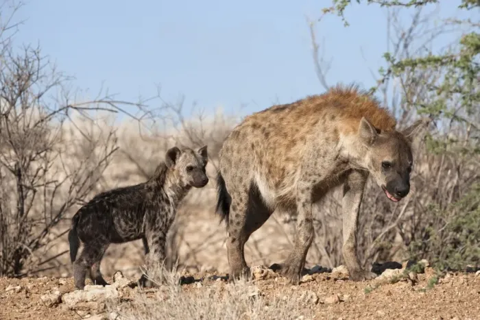 Framed Print : Spotted hyena with cub, South Africa, Africa Framed Print : Spotted hyena with cub, South Africa, Africa