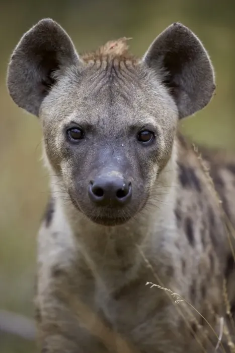 Framed Print : Spotted hyena (spotted hyaena) (Crocuta crocuta), Kruger National Park, South Africa Framed Print : Spotted hyena (spotted hyaena) (Crocuta crocuta), Kruger National Park, South Africa