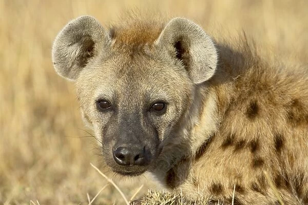 Spotted hyena (spotted hyaena) (Crocuta crocuta)