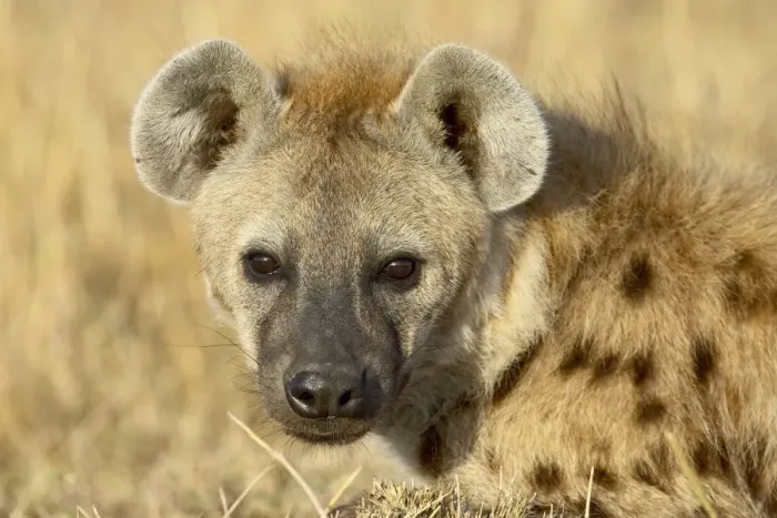 Framed Print : Spotted hyena (spotted hyaena) (Crocuta crocuta) Framed Print : Spotted hyena (spotted hyaena) (Crocuta crocuta)