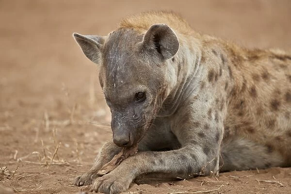 Spotted hyena (spotted hyaena) (Crocuta crocuta) eating, Kruger National Park, South Africa