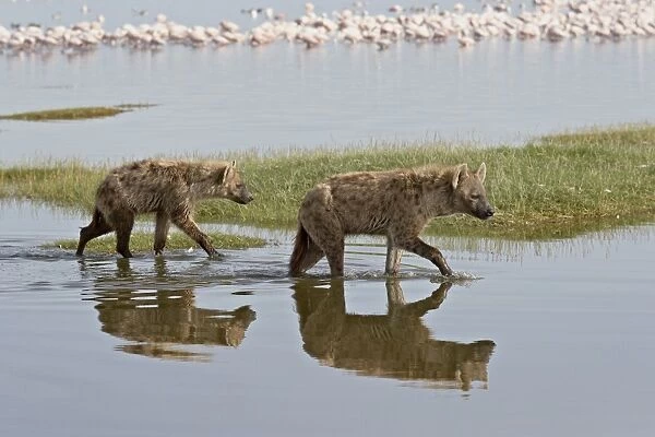Two spotted hyena (spotted hyaena) (Crocuta crocuta) walking along the edge of Lake Nakuru