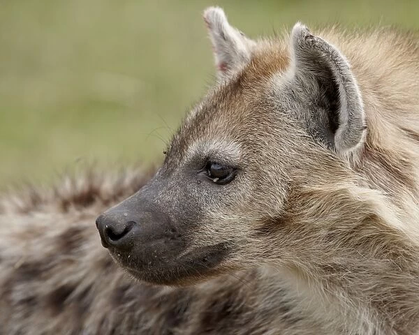 Spotted Hyena (Spotted Hyaena) (Crocuta crocuta), Serengeti National Park
