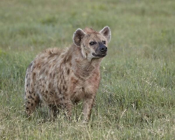 Spotted hyena (spotted hyaena) (Crocuta crocuta), Ngorongoro Crater, Tanzania, East Africa, Africa