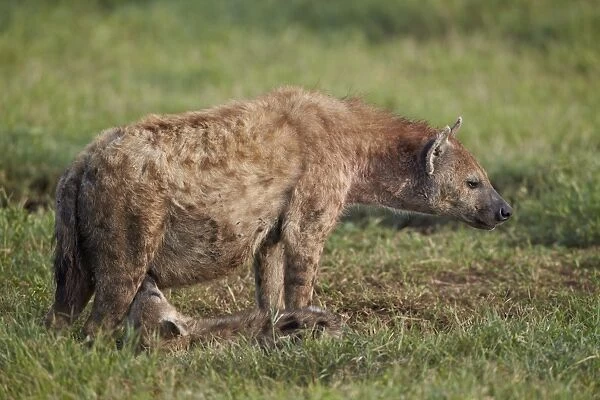 Spotted hyena (spotted hyaena) (Crocuta crocuta) nursing, Ngorongoro Crater, Tanzania, East Africa, Africa