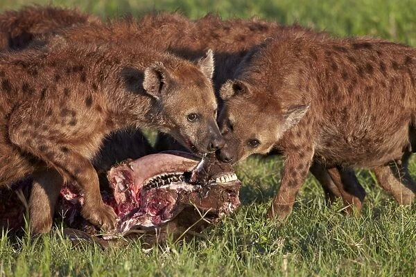 Spotted Hyena or Spotted Hyaena (Crocuta crocuta) at a Cape Buffalo kill, Ngorongoro Crater, Tanzania