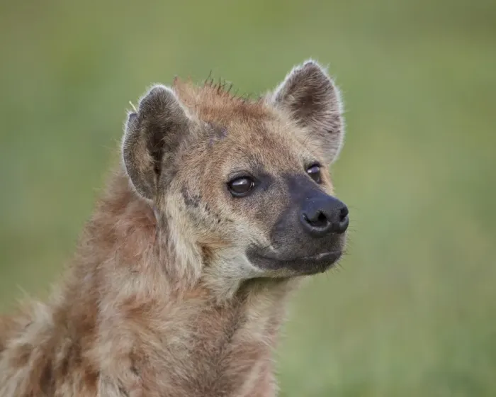 Framed Print : Spotted hyena (spotted hyaena) (Crocuta crocuta), Ngorongoro Crater, Tanzania, East Africa, Africa Framed Print : Spotted hyena (spotted hyaena) (Crocuta crocuta), Ngorongoro Crater, Tanzania, East Africa, Africa