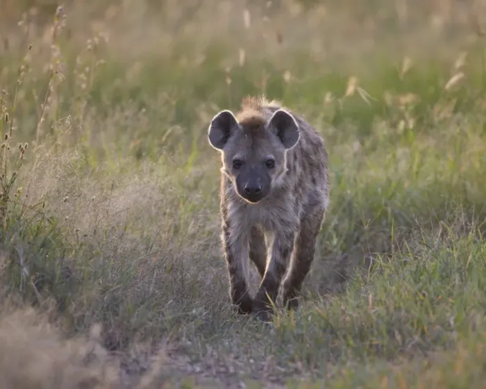 Framed Print : Spotted hyena (spotted hyaena) (Crocuta crocuta), Serengeti National Park, Tanzania, East Africa, Africa Framed Print : Spotted hyena (spotted hyaena) (Crocuta crocuta), Serengeti National Park, Tanzania, East Africa, Africa