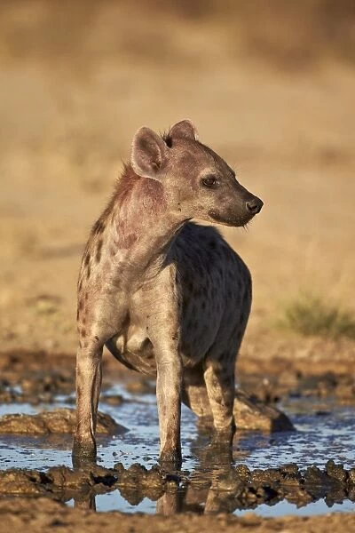 Spotted hyena) (spotted hyaena) (Crocuta crocuta), Kgalagadi Transfrontier Park, encompassing the former Kalahari Gemsbok National Park, South Africa, Africa