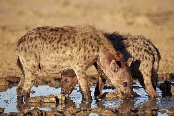 Two spotted hyena (spotted hyaena) (Crocuta crocuta) drinking, Kgalagadi Transfrontier Park, encompassing the former Kalahari Gemsbok National Park, South Africa, Africa