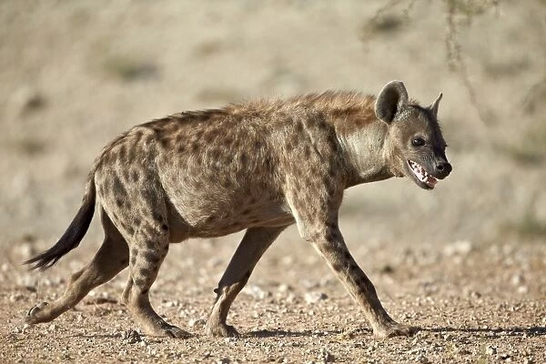 Spotted hyena) (spotted hyaena) (Crocuta crocuta), Kgalagadi Transfrontier Park, encompassing the former Kalahari Gemsbok National Park, South Africa, Africa