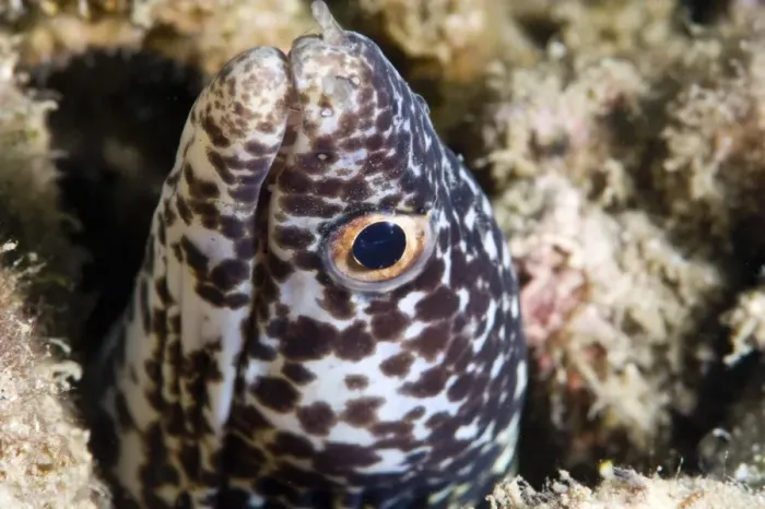 Framed Print : Spotted moray eel (Gymnothorax moringa), St. Lucia, West Indies, Caribbean, Central America Framed Print : Spotted moray eel (Gymnothorax moringa), St. Lucia, West Indies, Caribbean, Central America