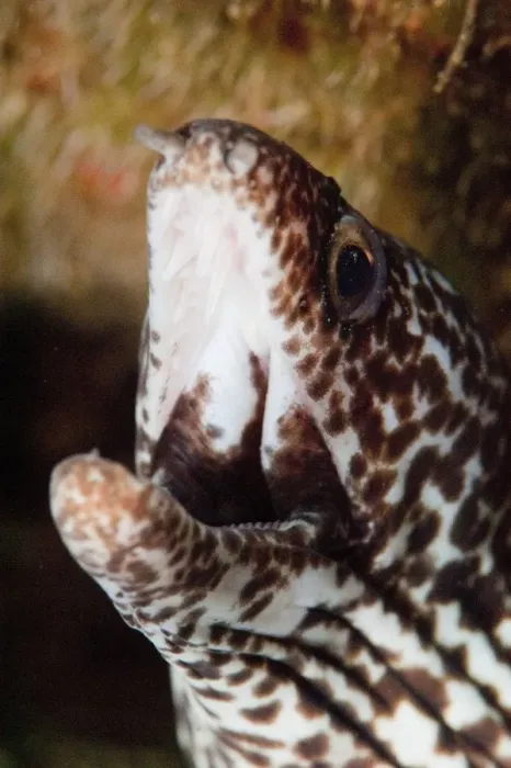 Framed Print : Spotted moray eel (Gymnothorax moringa), Dominica, West Indies, Caribbean, Central America Framed Print : Spotted moray eel (Gymnothorax moringa), Dominica, West Indies, Caribbean, Central America