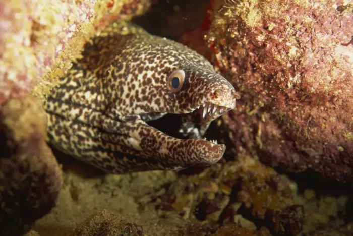 Framed Print : Spotted moray eel (Gymnothorax moringa) feeds in the open during the night Framed Print : Spotted moray eel (Gymnothorax moringa) feeds in the open during the night