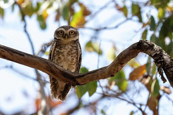 Spotted Owlet (Athene brama), Bandhavgarh National Park, Madhya Pradesh, India, Asia