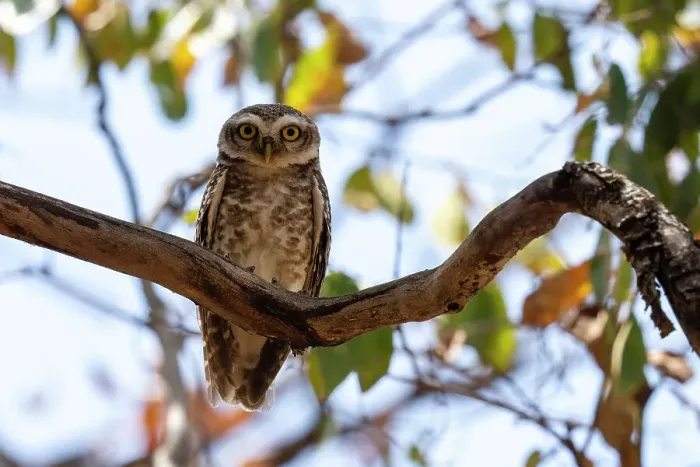 Framed Print : Spotted Owlet (Athene brama), Bandhavgarh National Park, Madhya Pradesh, India, Asia Framed Print : Spotted Owlet (Athene brama), Bandhavgarh National Park, Madhya Pradesh, India, Asia