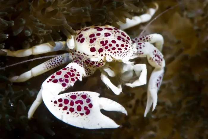 Framed Print : Spotted porcelain crab (Neopetrolisthes), in an anemone, Philippines, Southeast Asia, Asia Framed Print : Spotted porcelain crab (Neopetrolisthes), in an anemone, Philippines, Southeast Asia, Asia