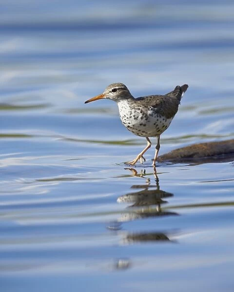 Spotted Sandpiper (Actitis macularia), Yellowstone National Park, Wyoming, United States of America, North America